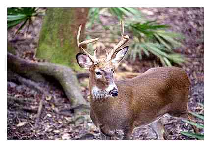 Florida Key Deer