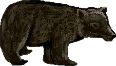 Black Bear