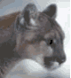 Florida Panther