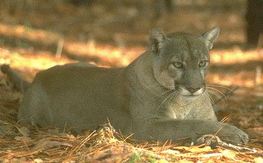 Florida Panther