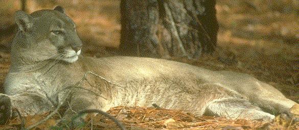 Florida Panther