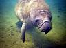 Manatee