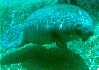 Manatee