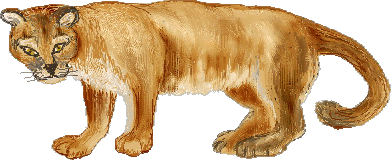 Florida Panther