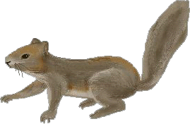 Squirrel