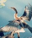 Anhinga