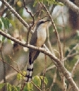 Mangrove Cuckoo