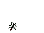 Ants