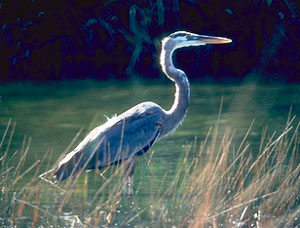 Heron