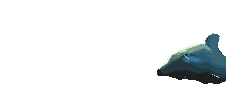 Bottle-nosed Dolphin