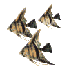 Angel Fish