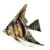 Angel Fish