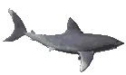 Blue Shark