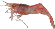 Shrimp