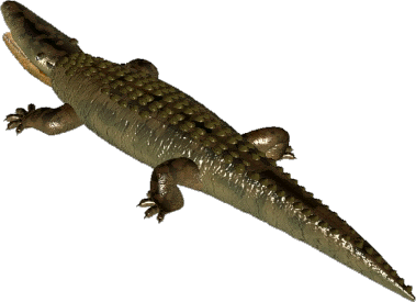 American Alligator