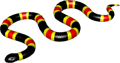 Coral Snake