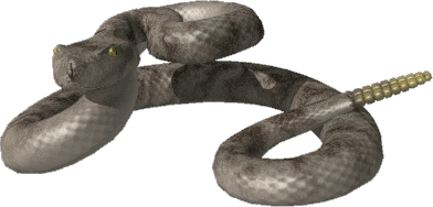 Diamond Back Rattlesnake