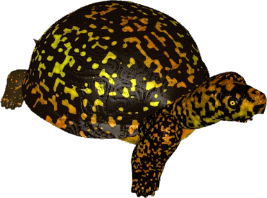 Box Turtle